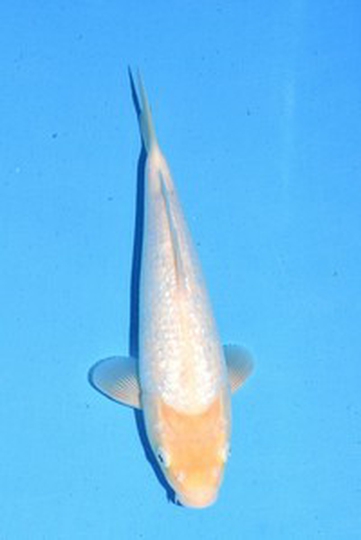 2021年産銀鱗白鯉
